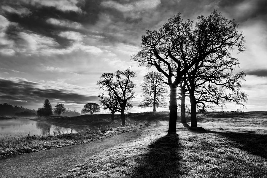 Tree Photograph - Winter Morning Shadows / Maynooth by Barry O Carroll