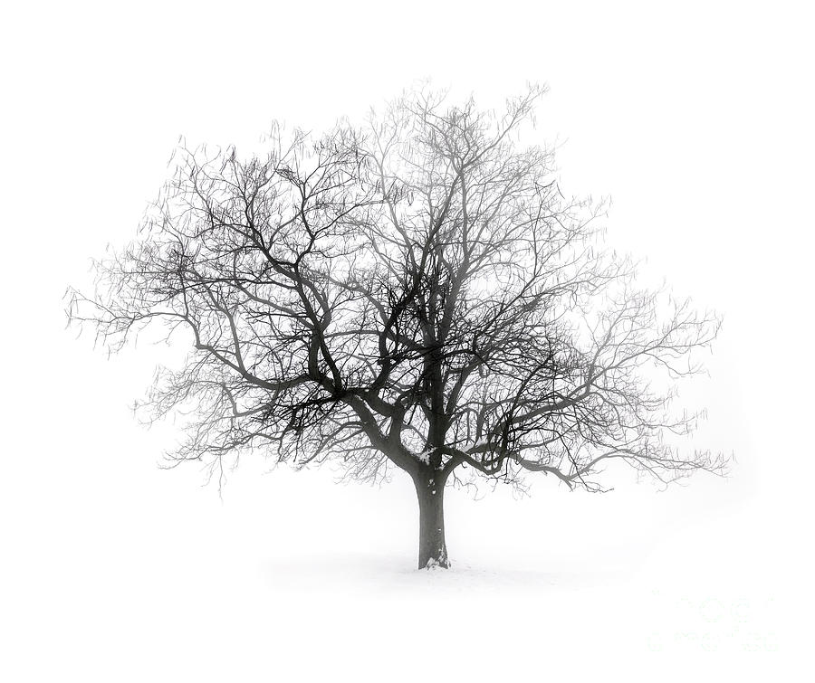Lone Winter Tree In Fog Photograph