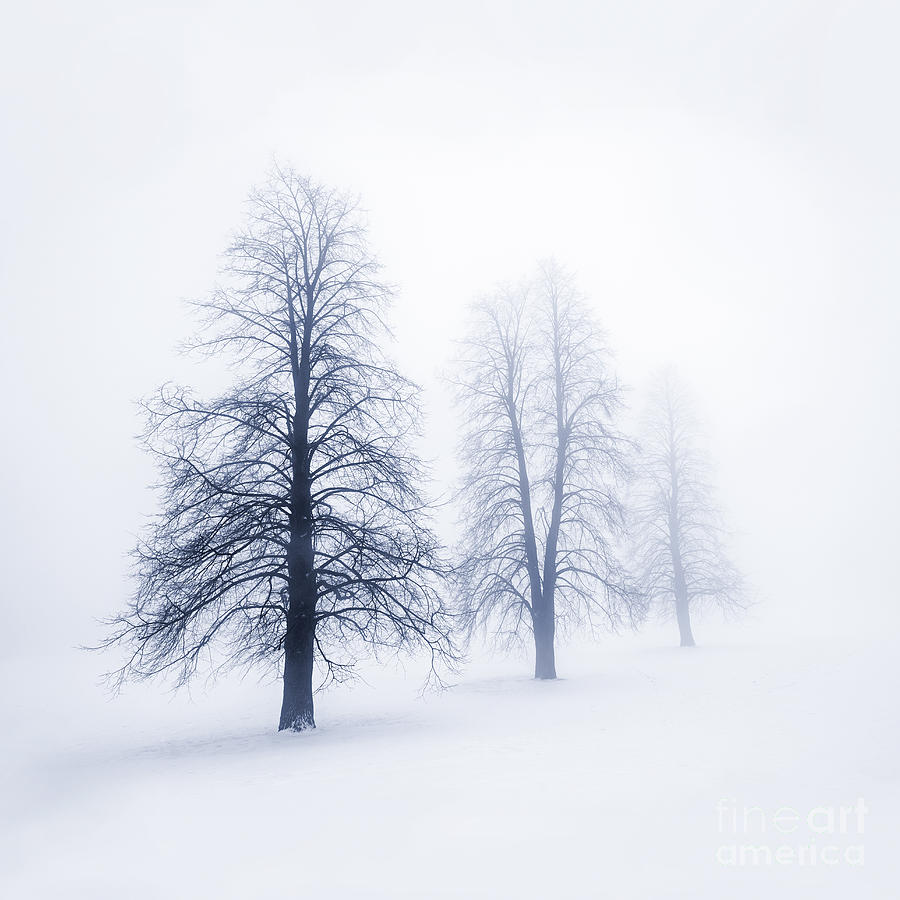 Trees Photograph - Winter trees in fog 6 by Elena Elisseeva