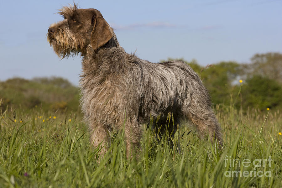 Wire-haired Pointing Griffon #4 Photograph by Jean-Michel Labat
