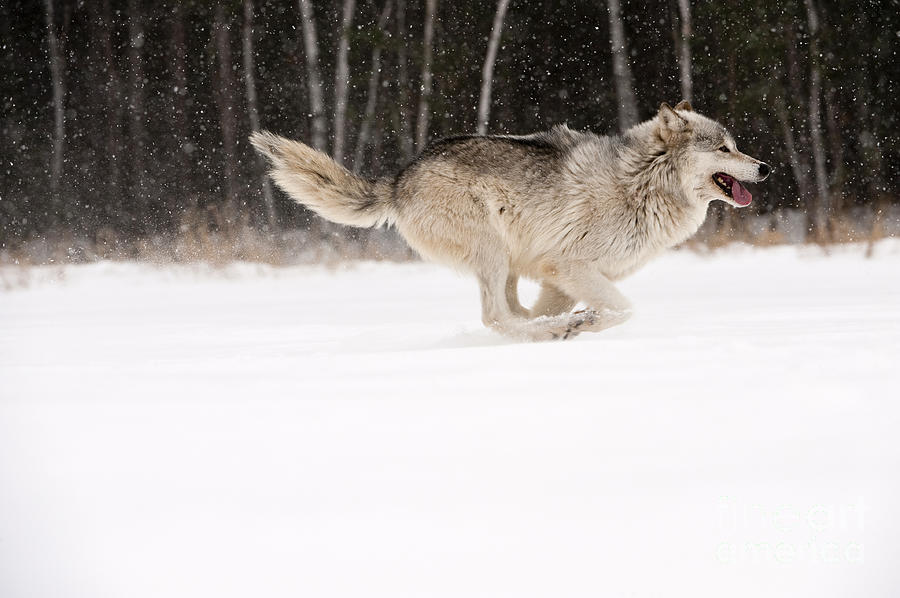 Wolf In Winter #4 Photograph by John Shaw