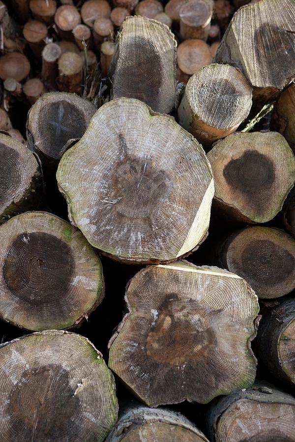 Wood Chip Fuel Production Photograph by Lewis Houghton/science Photo ...