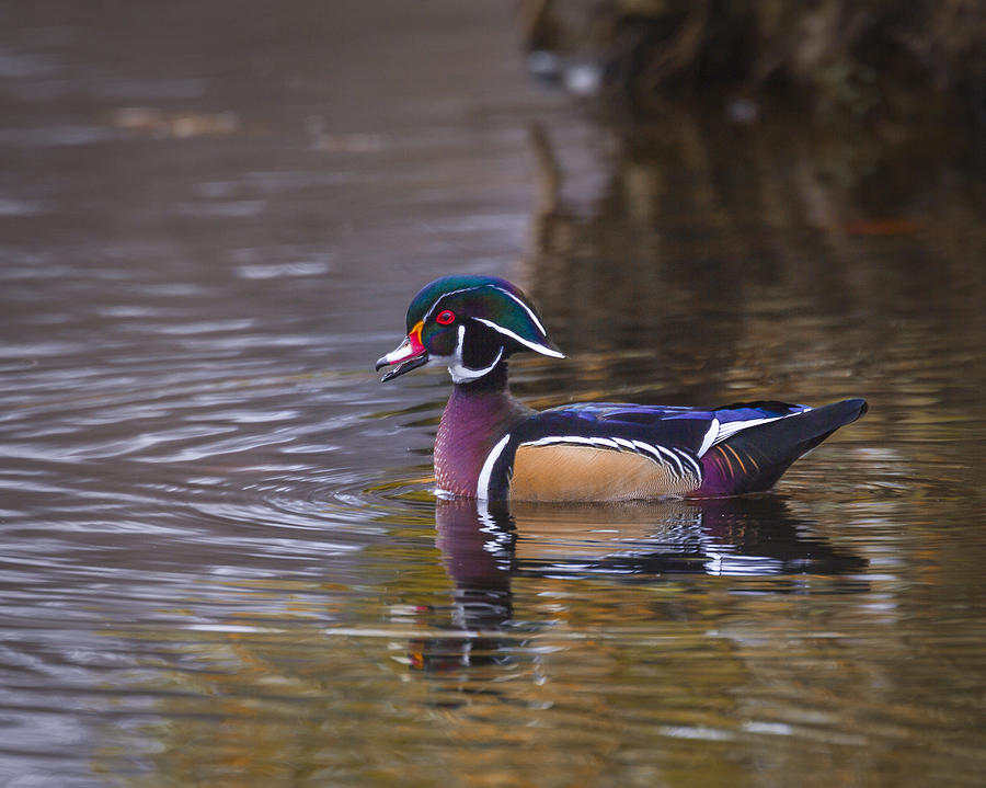 Wood Duck #5 Photograph by Jack R Perry