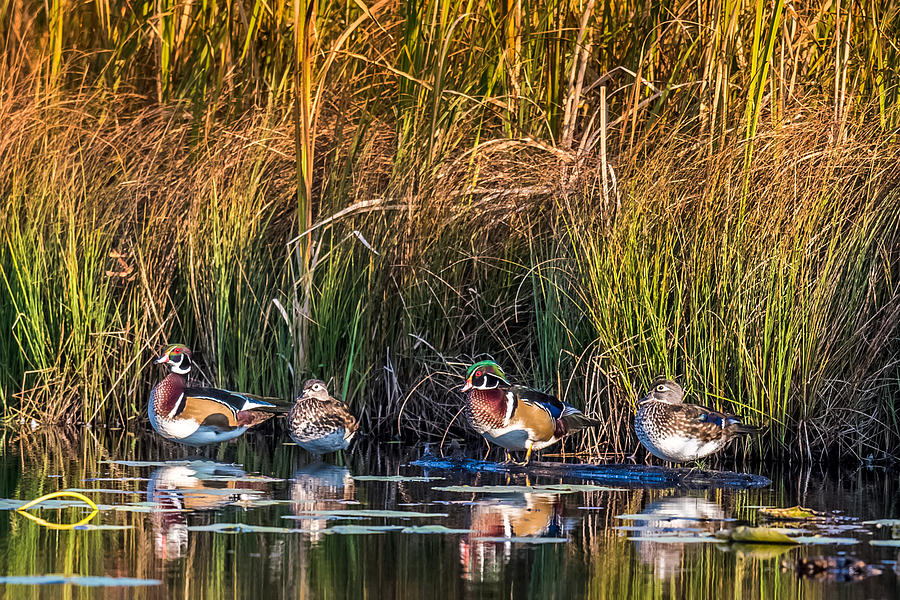 Duck Photograph - 4 Wood Ducks by Paul Freidlund