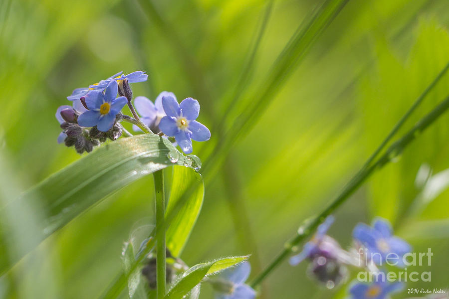 Wood forget-me-not #4 Photograph by Jivko Nakev
