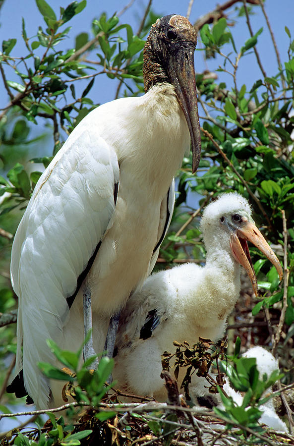 Wood Stork In Nest With Young #4 Photograph by Millard H. Sharp