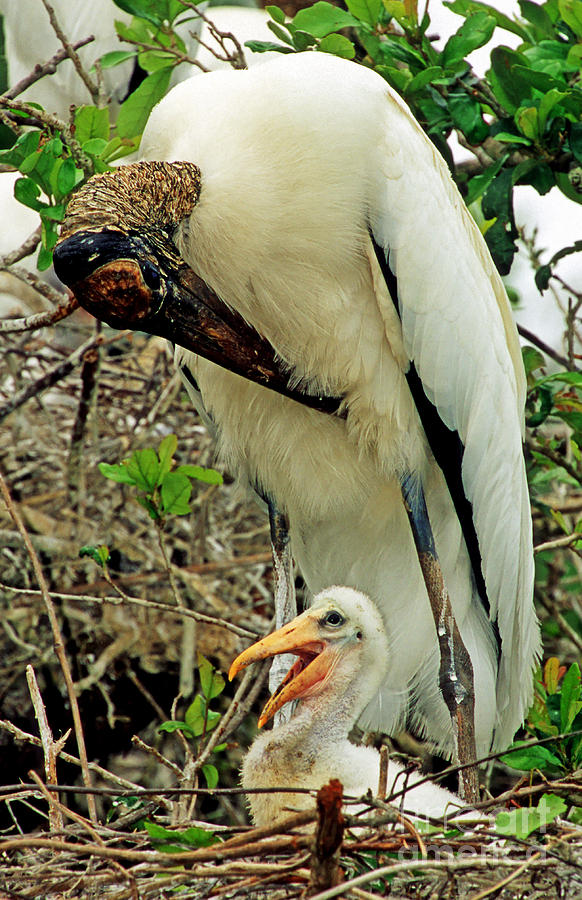 Wood Storks #4 Photograph by Millard H. Sharp