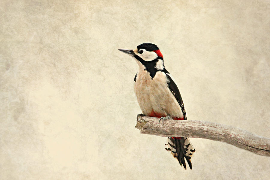 Woodpecker Photograph - Woodpecker #4 by Heike Hultsch
