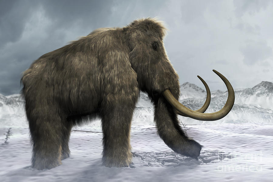 Woolly Mammoth #4 Photograph by Science Picture Co