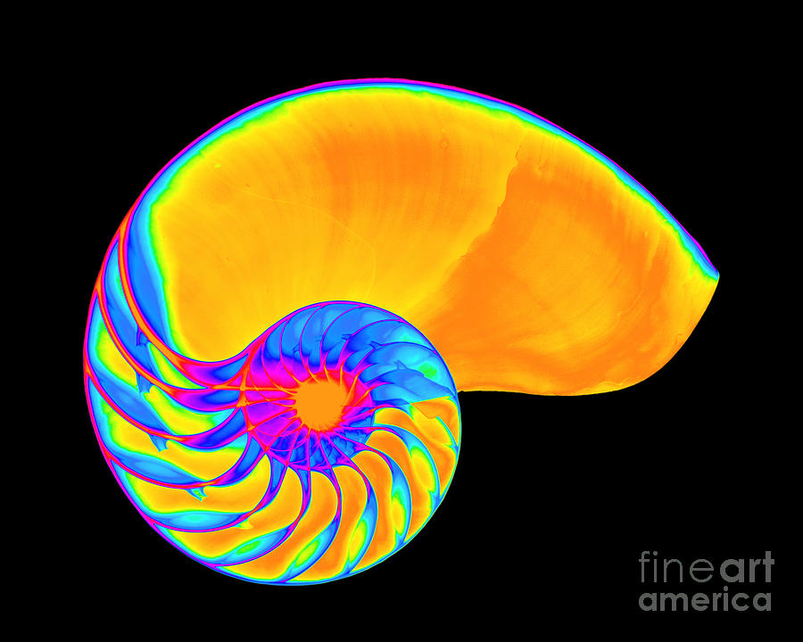 X-ray Of Nautilus #4 Photograph by Bert Myers