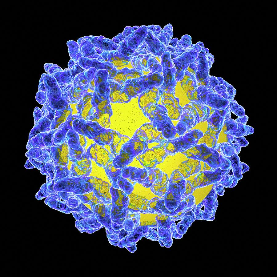 yellow fever virus 3d model