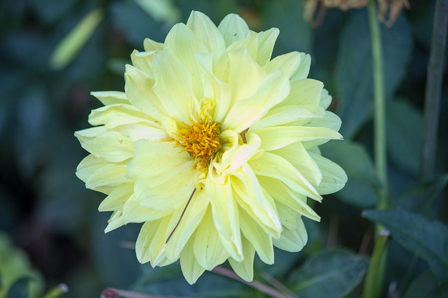 Yellow Flower #4 Photograph by Susan Jensen