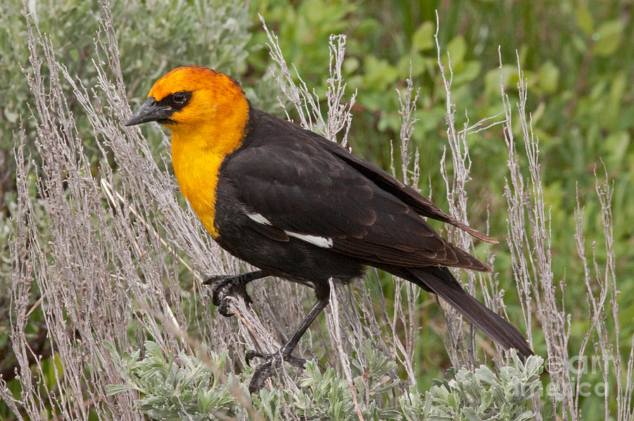 Yellow Headed Black Bird at Willow Flats #4 Photograph by Fred Stearns