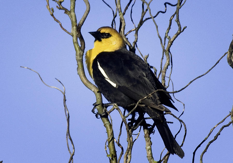 Yellow headed Blackbird #4 Photograph by Betty Depee