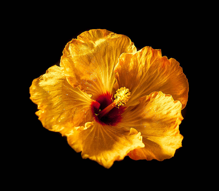 Yellow Hibiscus #4 Photograph by Craig Watanabe