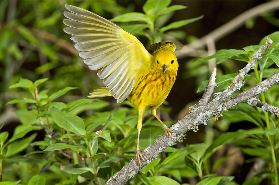 Warbler Photograph - Yellow Warbler #4 by Anthony Mercieca
