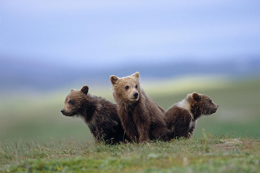 Katmai National Park Photograph - 4 Young Brown Bear Cubs Huddled by Eberhard Brunner