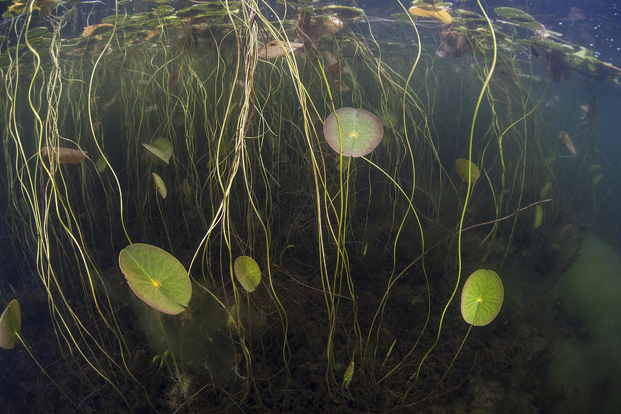 Young Lily Pads Grow To The Surface Photograph