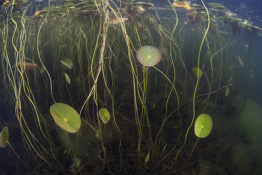 young-lily-pads-grow-to-the-surface-photograph-by-ethan-daniels-fine