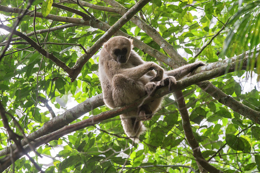 Young Northern Muriqui Brachyteles Photograph by Leonardo Merçon - Fine ...