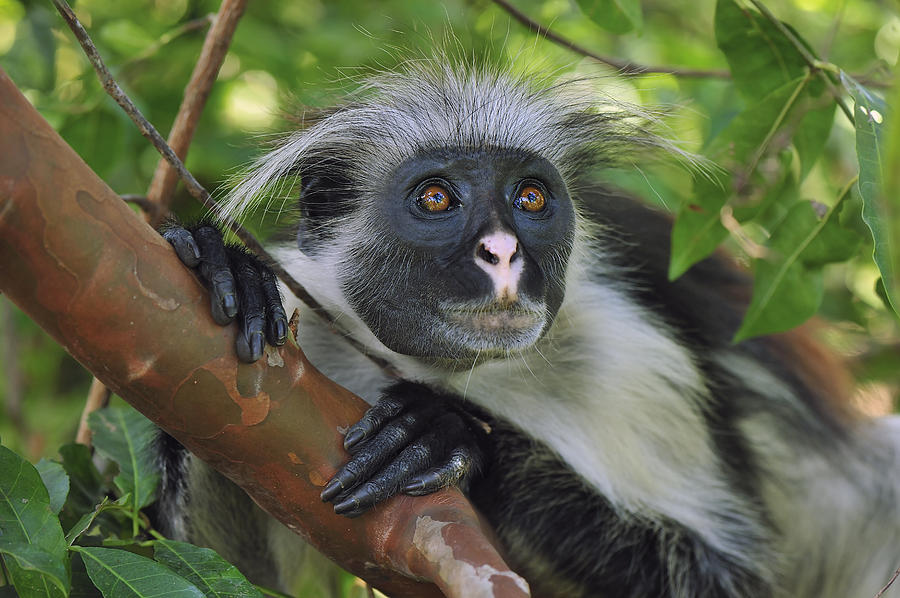 Zanzibar Red Colobus Monkey Photograph by Thomas Marent