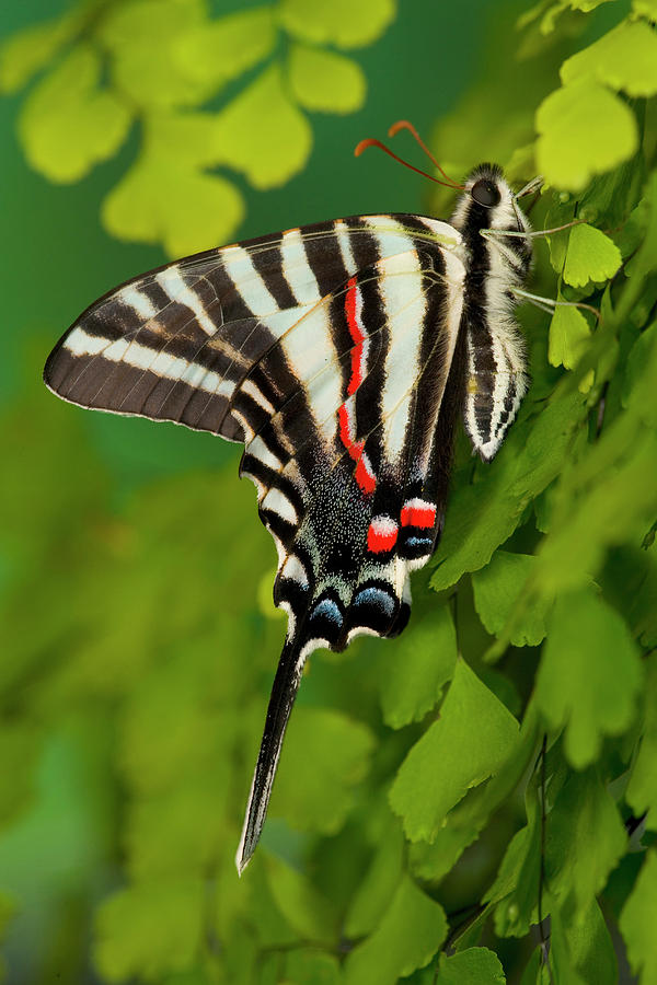 Zebra Swallowtail Butterfly, Eurytides Photograph by Darrell Gulin ...