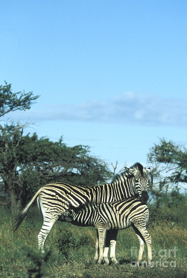 Zebras #4 Photograph by Mark Newman