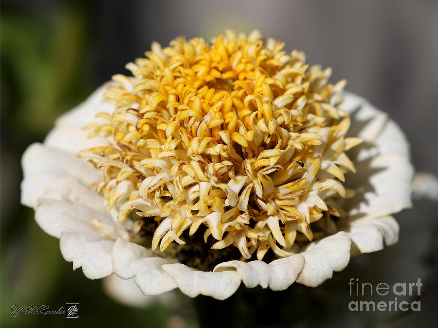 Flower Photograph - Zinnia from the Candy Mix #4 by J McCombie