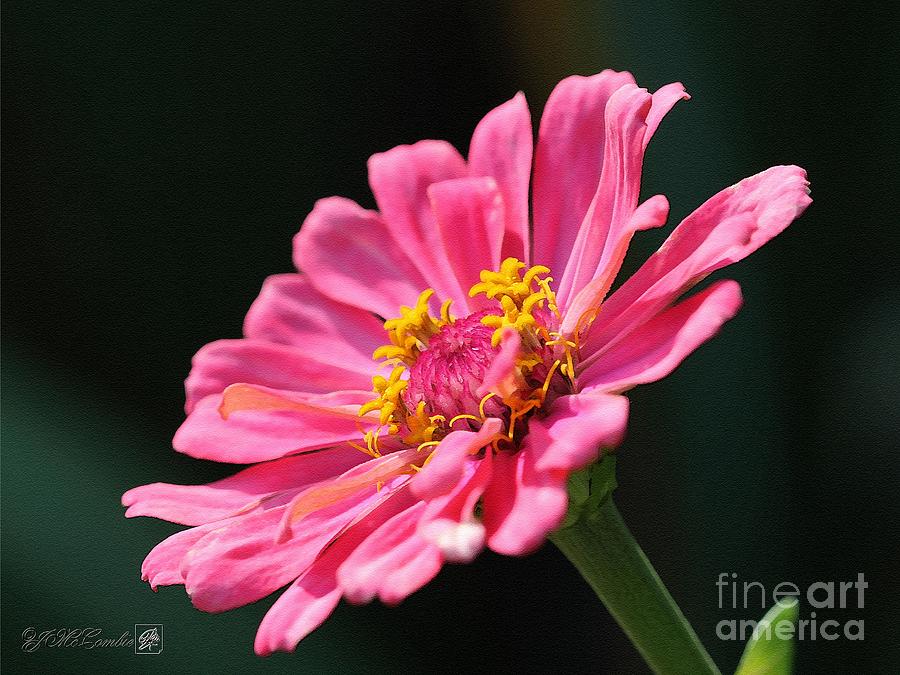 Flower Painting - Zinnia from the Whirlygig Mix #4 by J McCombie