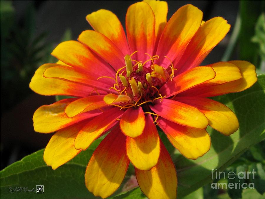 Flower Photograph - Zinnia named Swizzle Scarlet and Yellow #4 by J McCombie