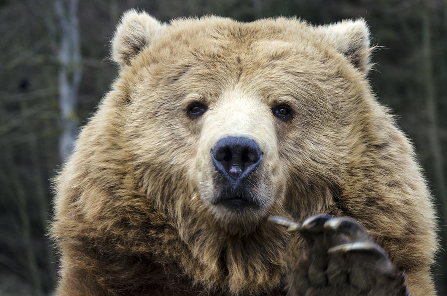 Brown Bear #40 Photograph by Mark Newman