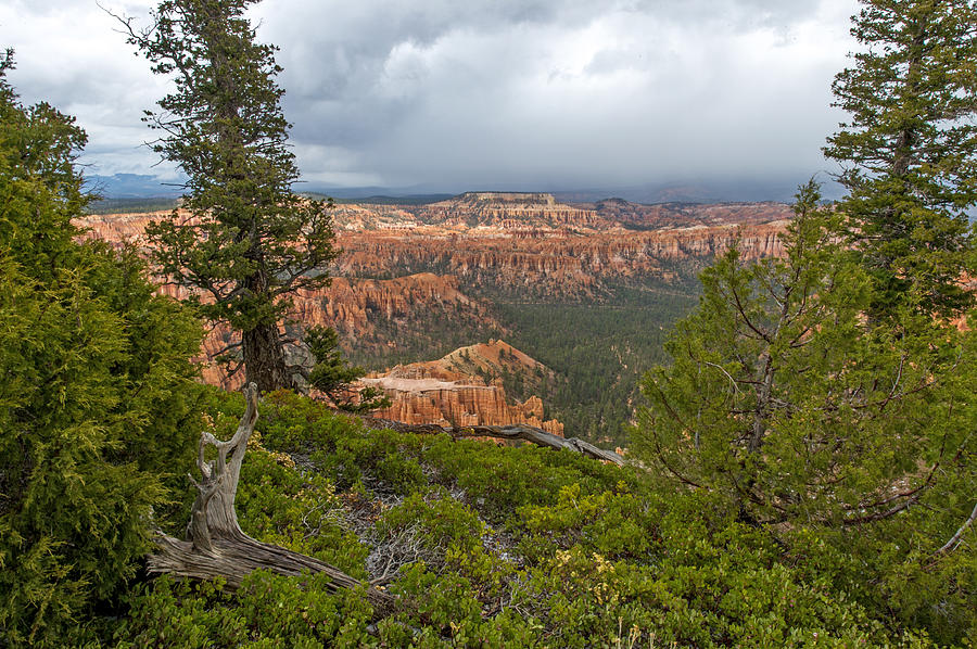 Bryce Canyon National Park #40 Photograph by Willie Harper