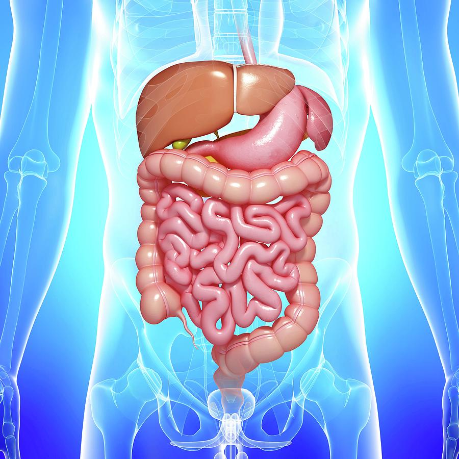 Digestive System