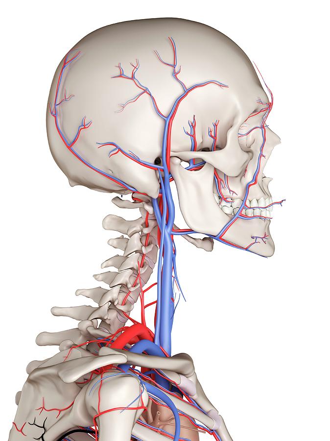 Human Vascular System Photograph by Sciepro - Fine Art America