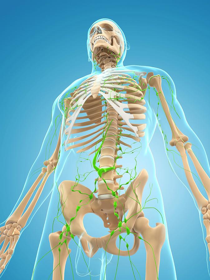 Lymphatic System Photograph By Sciepro Science Photo Library - Fine Art 