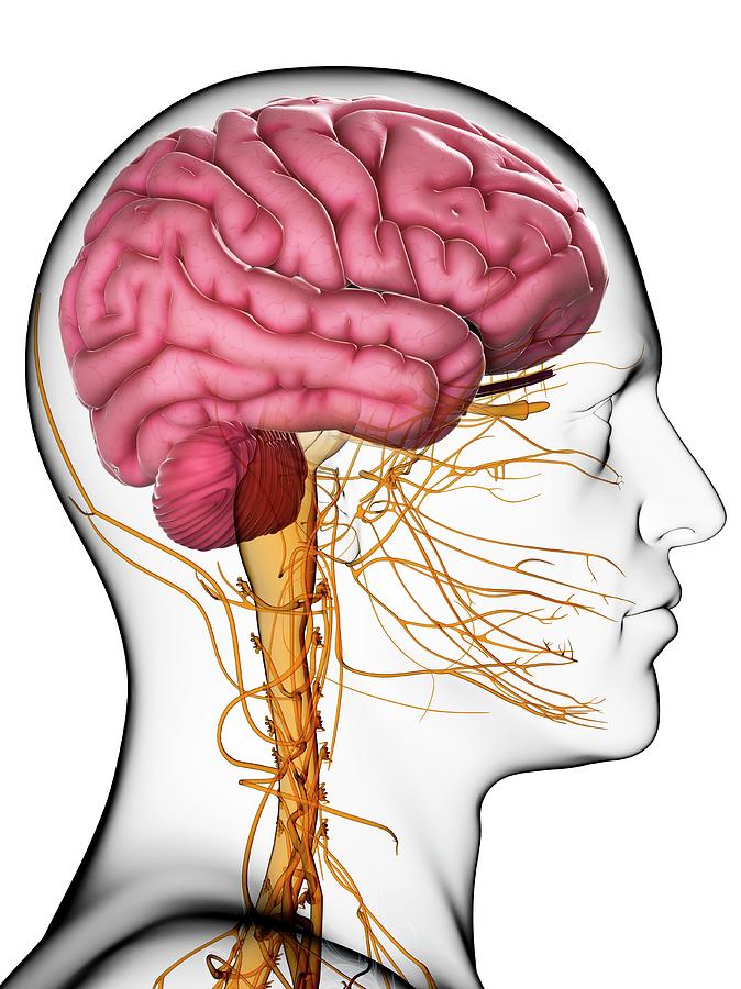 Male Brain Photograph by Sciepro/science Photo Library