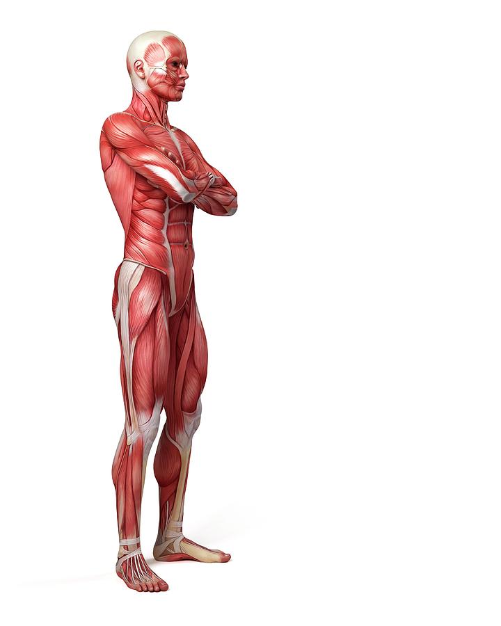 Male Muscular System Photograph By Sebastian Kaulitzki - Pixels