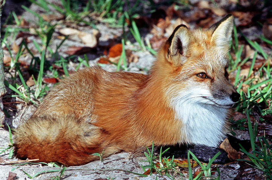 Red Fox #40 Photograph by Millard H. Sharp