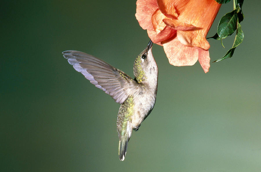 Ruby Throated Hummingbird #40 Photograph by Millard H. Sharp