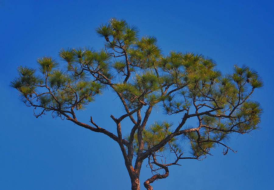 40- Slash Pine Photograph by Joseph Keane