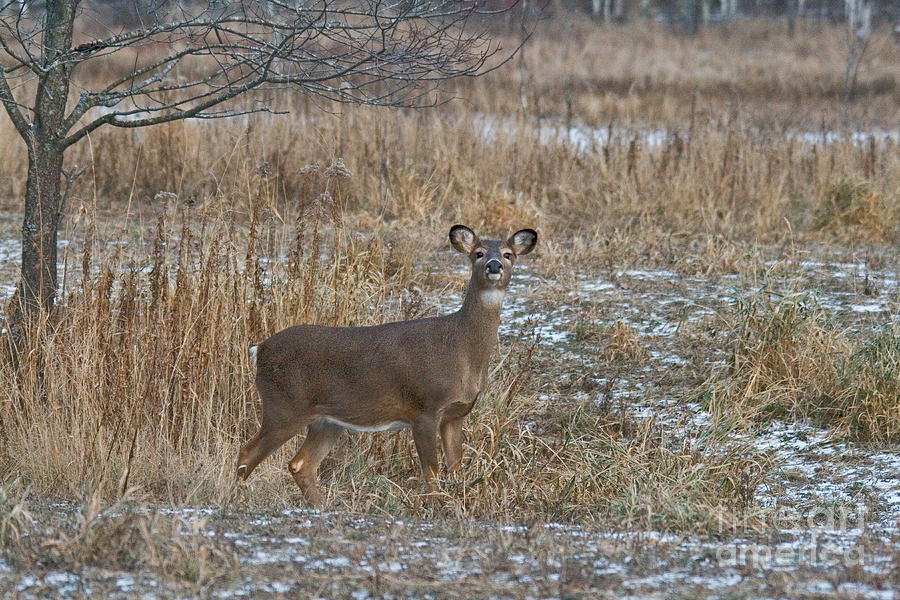 White-tailed Doe #40 Photograph by Linda Freshwaters Arndt