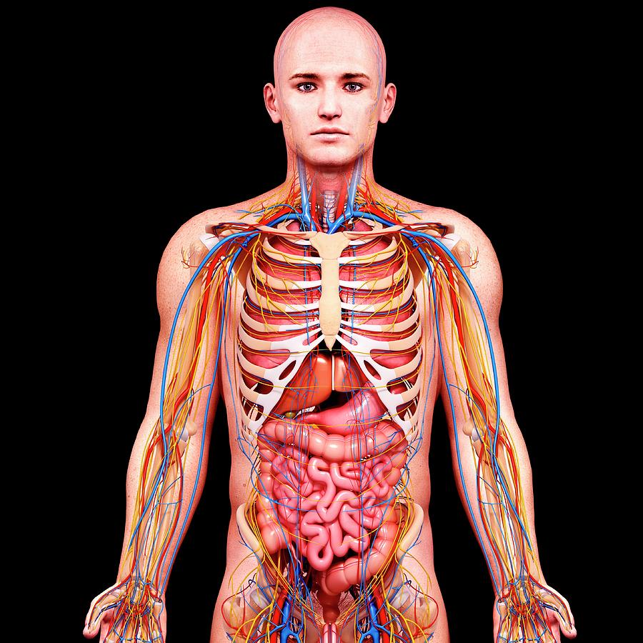 Male Anatomy Photograph by Pixologicstudio/science Photo Library - Fine ...