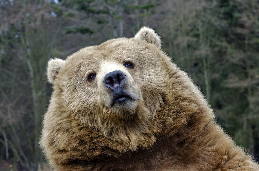 Brown Bear #41 Photograph by Mark Newman