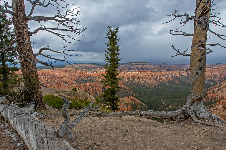 Bryce Canyon National Park #41 Photograph by Willie Harper