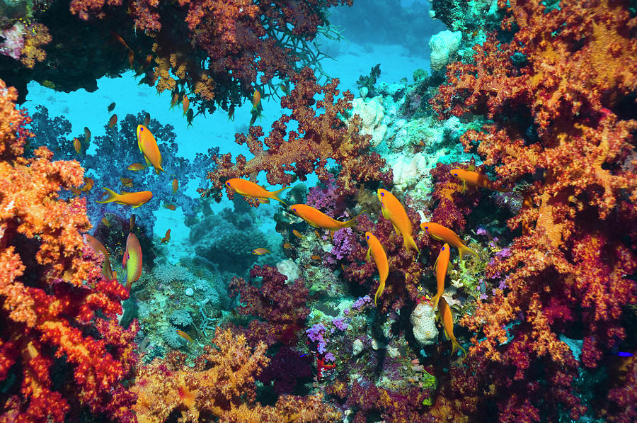 Coral Reef Scenery #41 Photograph by Georgette Douwma