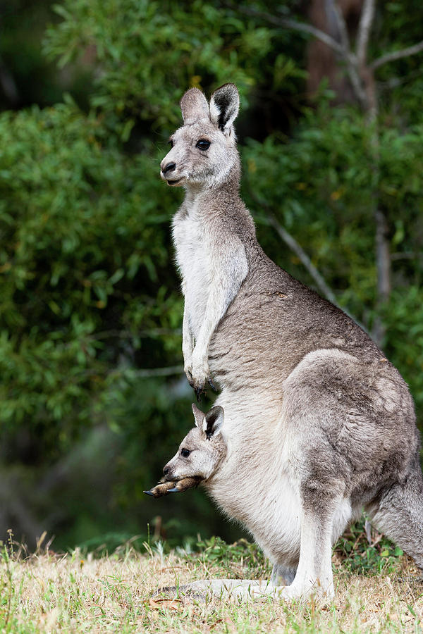 Eastern Grey Kangaroo (macropus Photograph by Martin Zwick