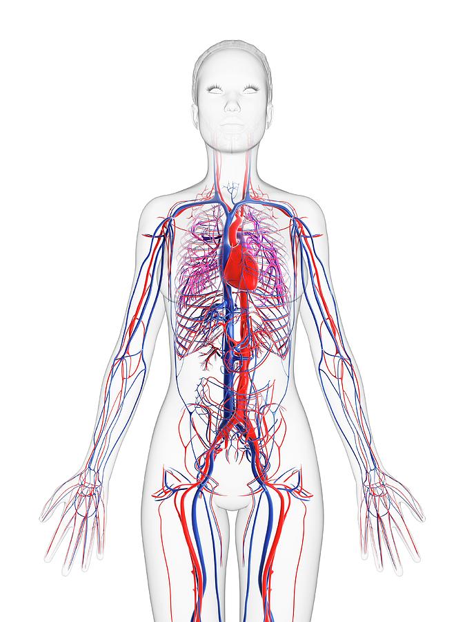 Female Cardiovascular System Photograph by Sciepro/science Photo ...