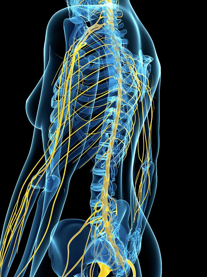 Female Nervous System #41 by Sciepro/science Photo Library