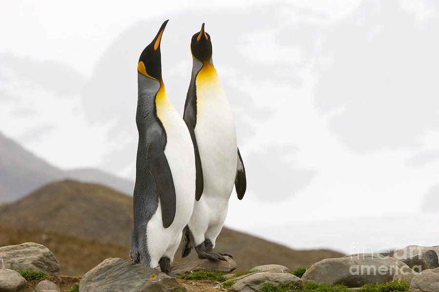 King Penguins #41 Photograph by John Shaw