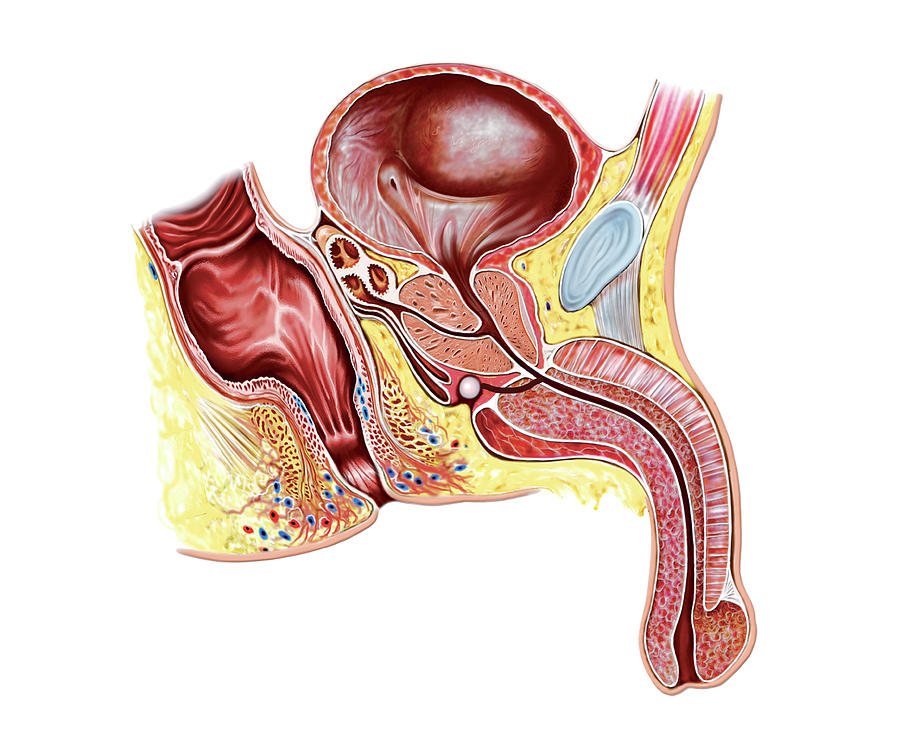 Pelvis Photograph - Male Genital System #41 by Asklepios Medical Atlas